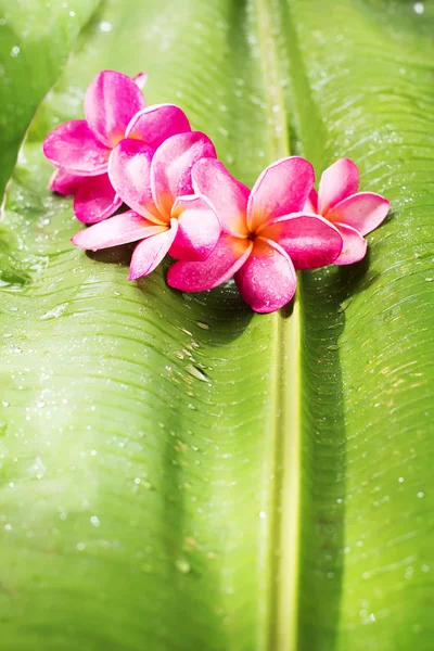 Ροζ Frangipani στο πράσινο Palm Leaf τροπική ομορφιά — Φωτογραφία Αρχείου