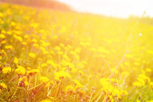 牧草地黄花タンポポの花 — ストック写真