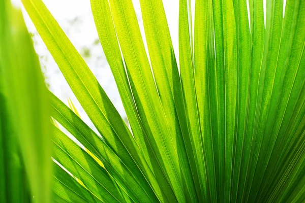 Palmier tropical Feuilles Branches Lumière du soleil Naturel — Photo