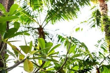 Yeşillik Frangipani tropik ağaç Palms gökyüzüne