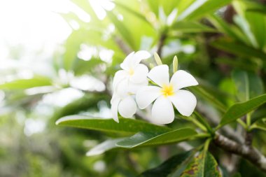 Beyaz Frangipani tropikal çiçek Plumeria çiçeklenme