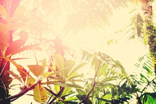Cielo a través del follaje Frangipani palmas de árboles tropicales —  Fotos de Stock