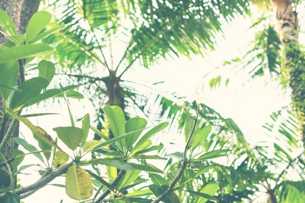 Cielo a través del follaje Frangipani palmas de árboles tropicales —  Fotos de Stock