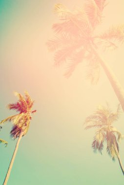 Tropikal arka plan palmiye ağaçları güneş ışık tatil