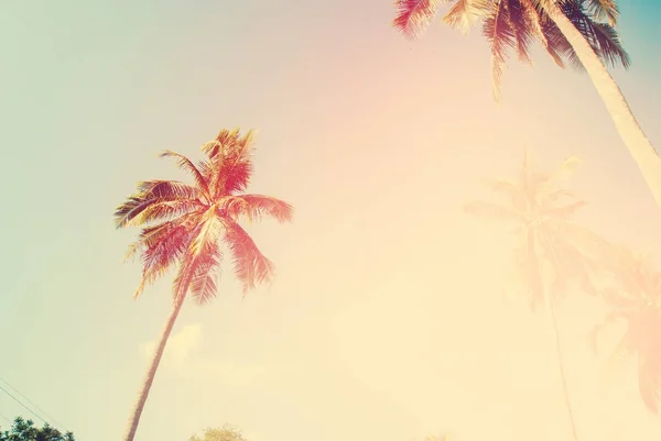 Tropikal arka plan palmiye ağaçları güneş ışık tatil — Stok fotoğraf