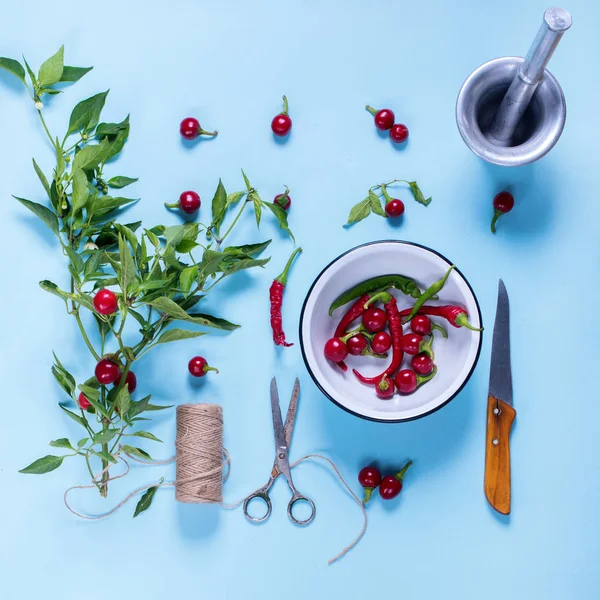 Kryddig växt paprika ligger blå bakgrund ordning — Stockfoto