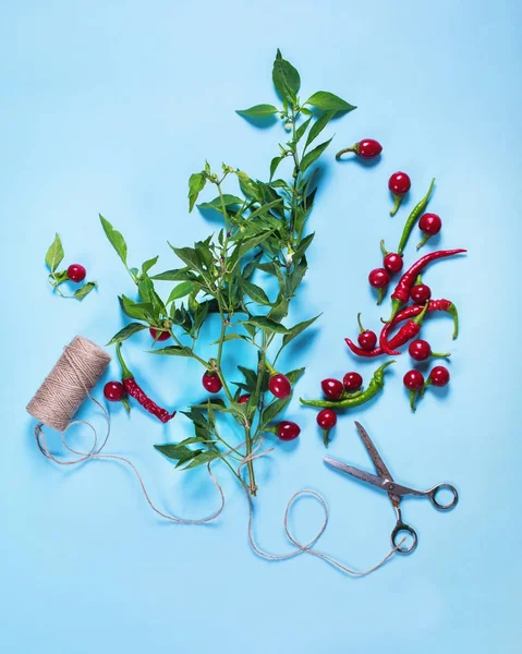 Gesneden Plant pittige pepers snoer schaar oogsten — Stockfoto