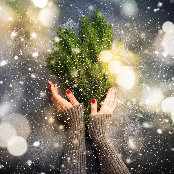 Manos de la tarjeta de Navidad suéter sosteniendo ramas de abeto —  Fotos de Stock