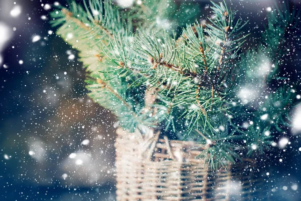 Blue Fir Branches Rustic Basket Wooden Background — Stock Photo, Image