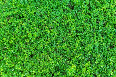 Bush soyut doğa arka plan yeşil alan