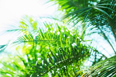 Güneş ışığı hurma dalları tropikal yaz arka plan ile