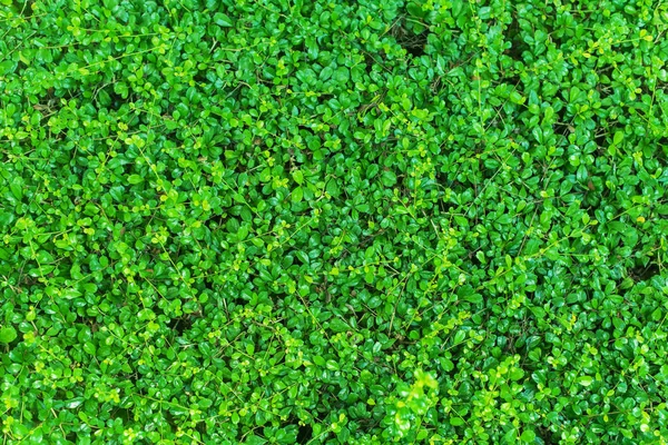 Green Space of Bush Abstract Nature Background — Stock Photo, Image