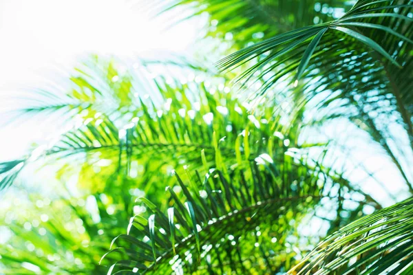 Luz solar através de ramos de palma Fundo de verão tropical — Fotografia de Stock