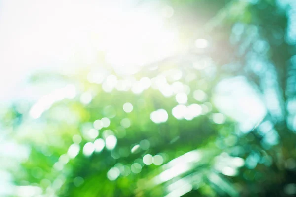 Palme Blätter Landschaft tropischen Hintergrund — Stockfoto