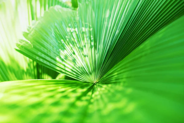 Grüne Palme hinterlässt tropischen Hintergrund in Thailand — Stockfoto