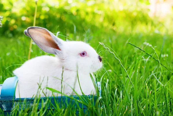 Beyaz tavşan mavi sepet yeşil çim Paskalya Wattled — Stok fotoğraf
