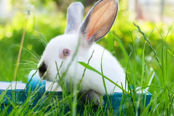 Bianco Coniglio Blu Cesto Wattled Verde Erba Pasqua — Foto Stock