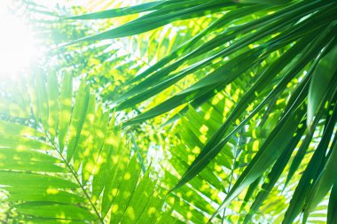 Güneş ışığı hurma dalları tropikal yaz arka plan ile