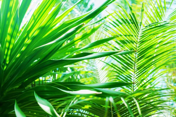 Luce del sole attraverso rami di palma Sfondo estivo tropicale — Foto Stock
