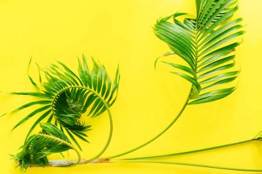 Varyasyonları tropikal palmiye yaprakları sarı düz Lay