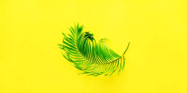 Вариации тропических пальмовых листьев Желтая плоская — стоковое фото
