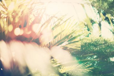 Tropikal arka plan Palm ağaçlar dallar güneş ışığı