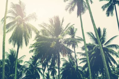 Palmiye ağaçları orman tropik manzaralı tonda