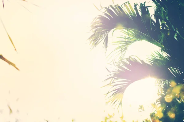 Palm stromy Jungle laděných tropické zobrazení na šířku — Stock fotografie