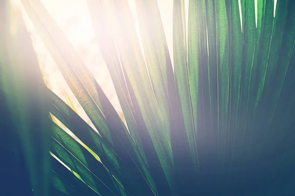 熱帯の植物の葉。朝の太陽光の自然 — ストック写真