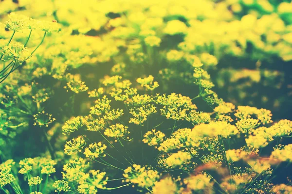 花房黄色フェンネル野生フィールド スパイス — ストック写真