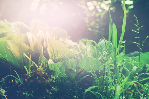 Green Garden Bed z kapustą i chwastów — Zdjęcie stockowe