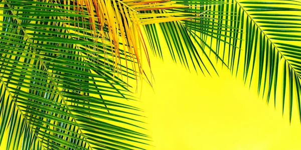 Tropicale palma foglie giallo sfondo piatto laici — Foto Stock