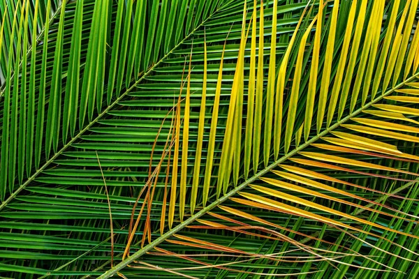 Tropical hojas fila natural fondo plano laico —  Fotos de Stock