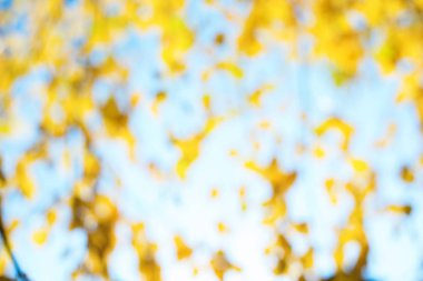 Huş ağacının sarı sonbahar yapraklarıyla güzel bir manzara.