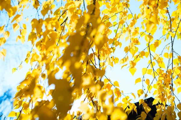 Beautiful scene with birch yellow autumn leaves — Stock Photo, Image