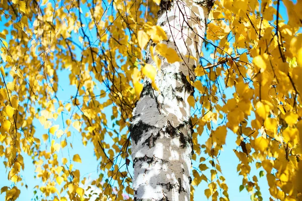 Beautiful scene with birch yellow autumn leaves — 스톡 사진
