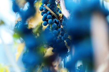 Çubuklarda olgunlaşmış kırmızı üzümler. Hasat.