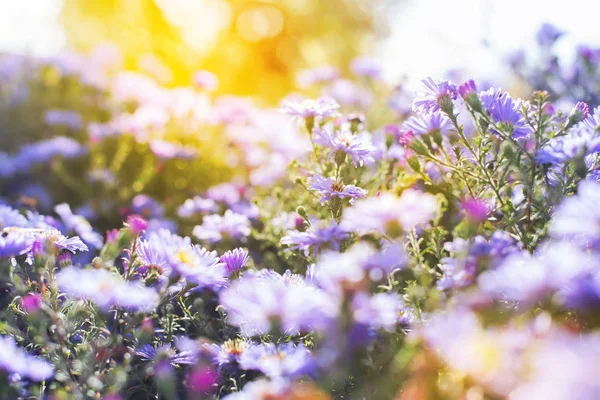 Flores violetas silvestres con luz solar. foto naturaleza —  Fotos de Stock