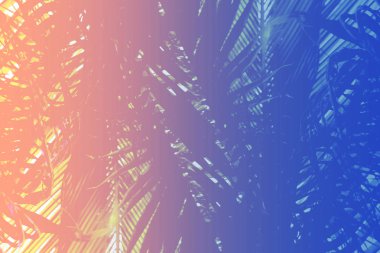 Yeşil yaprak EAO Hindistan cevizi hurma ağacı yeşil peyzaj