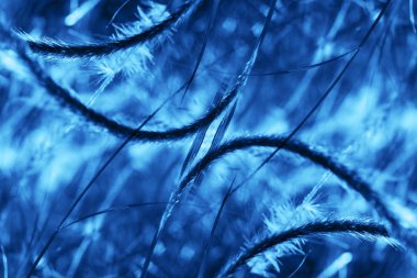 Kalıp çimen tonu mavi eğilim yıl 2020