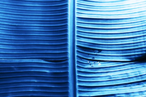 Цвет тропического пальмового листа с тонированным синим цветом — стоковое фото