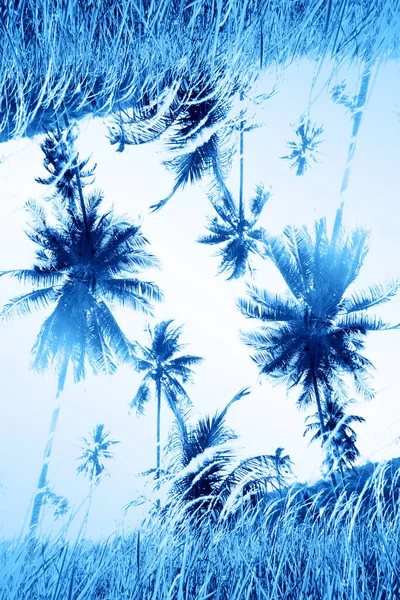Abstrato imagem da palma tonificada azul tendência cor 2020 — Fotografia de Stock