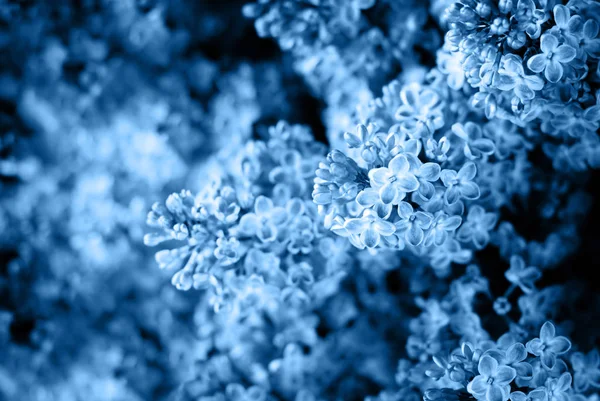 Fondo floral de primavera con tendencia azul lila —  Fotos de Stock