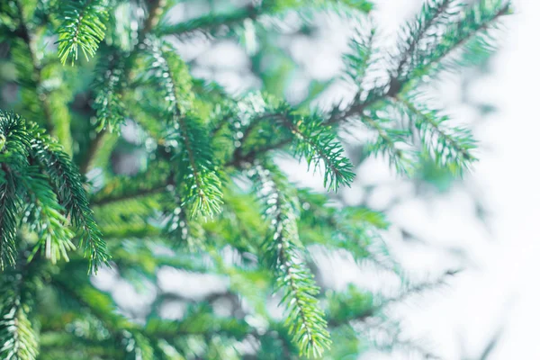 Agulha de ramo de abeto conífera de pinheiro verde close-up — Fotografia de Stock