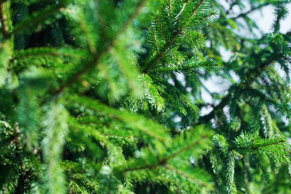 Agulha de ramo de abeto conífera de pinheiro verde close-up — Fotografia de Stock