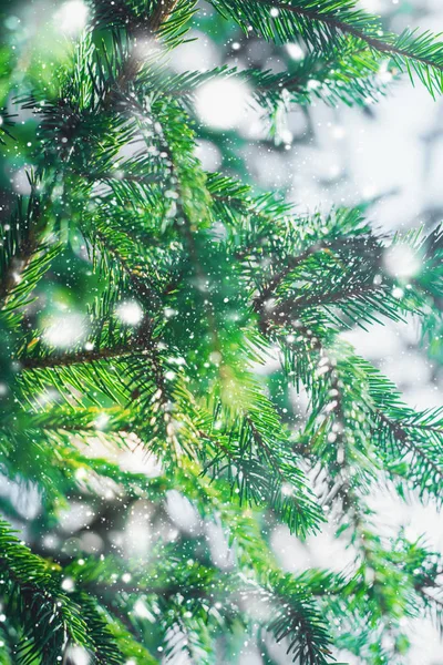 Grön tall barrgran gren nål närbild — Stockfoto