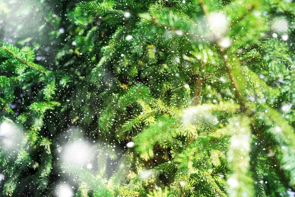 Agulha de ramo de abeto conífera de pinheiro verde close-up — Fotografia de Stock