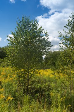 Kuzey-Doğu Avrupa'nın yaz öğleden sonra