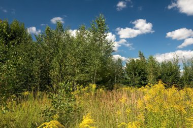 Kuzey-Doğu Avrupa'nın yaz öğleden sonra