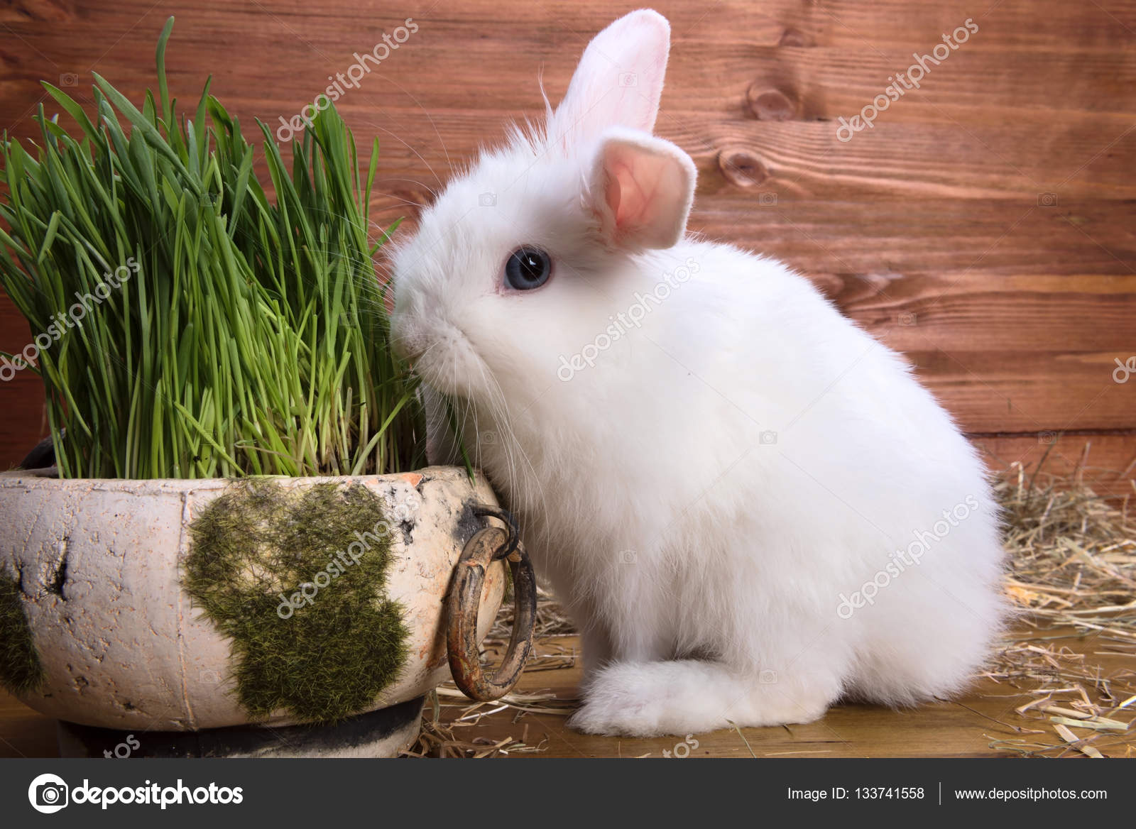 голландский карликовый кролик. белый декоративный кролик. декоративные мини кролики. бельгийские карликовые кролики. гладкошерстный карликовый кролик.